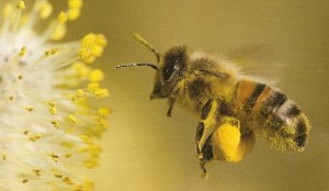 abeille chargée de pollen